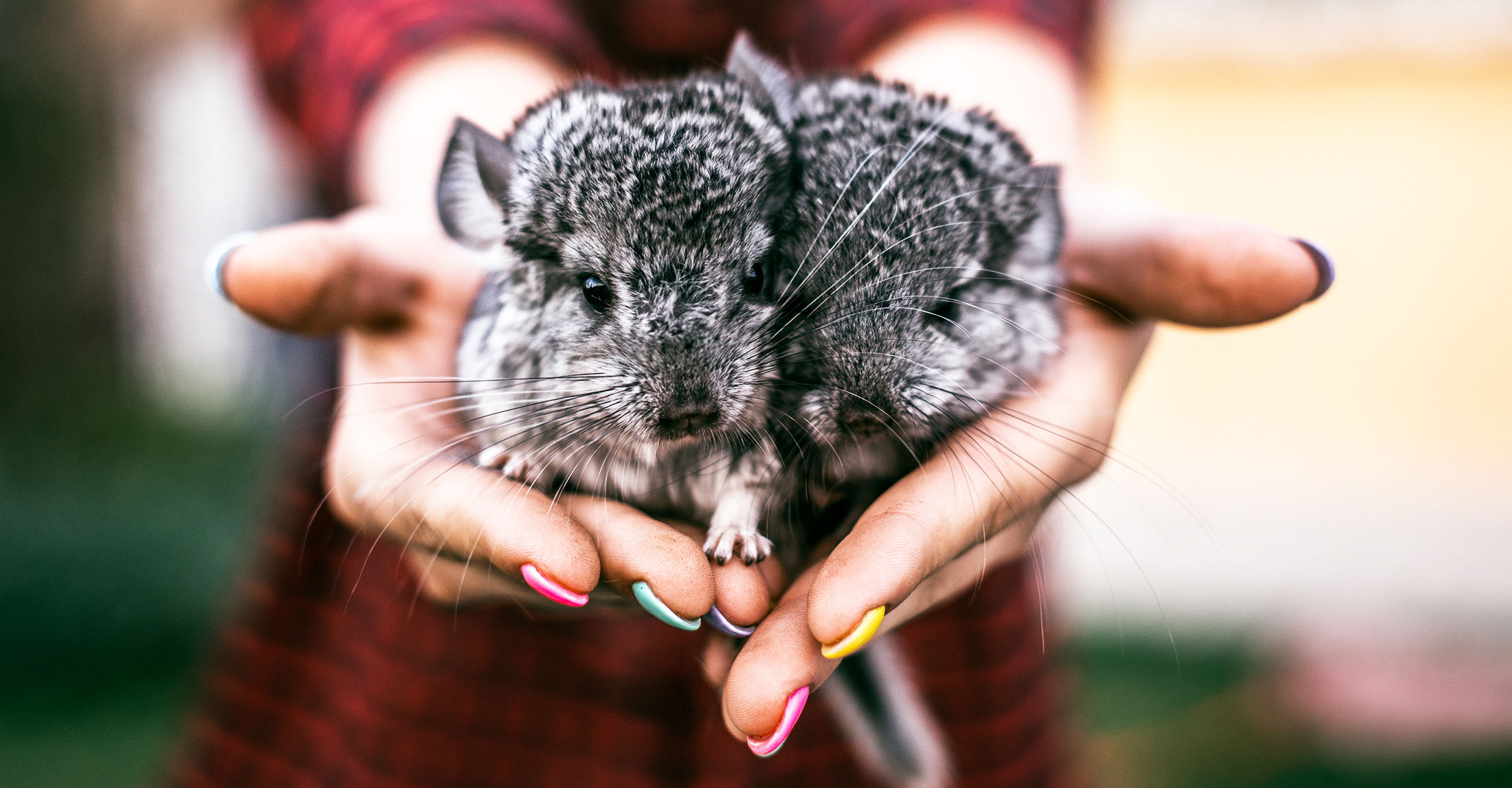 Exotic Veterinarian in Memphis, TN McGehee Clinic for Animals