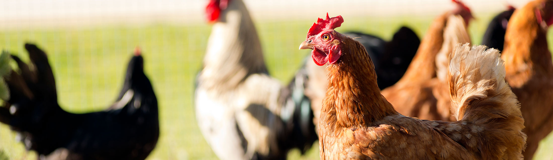 Chicken Veterinarian in Memphis, TN McGehee Clinic for Animals