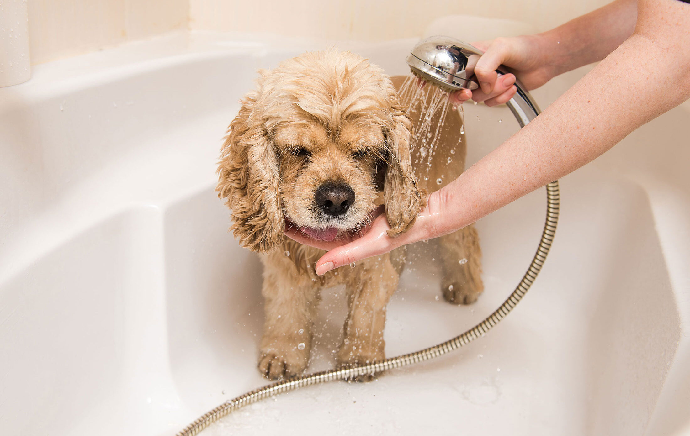 Grooming McGehee Clinic for Animals