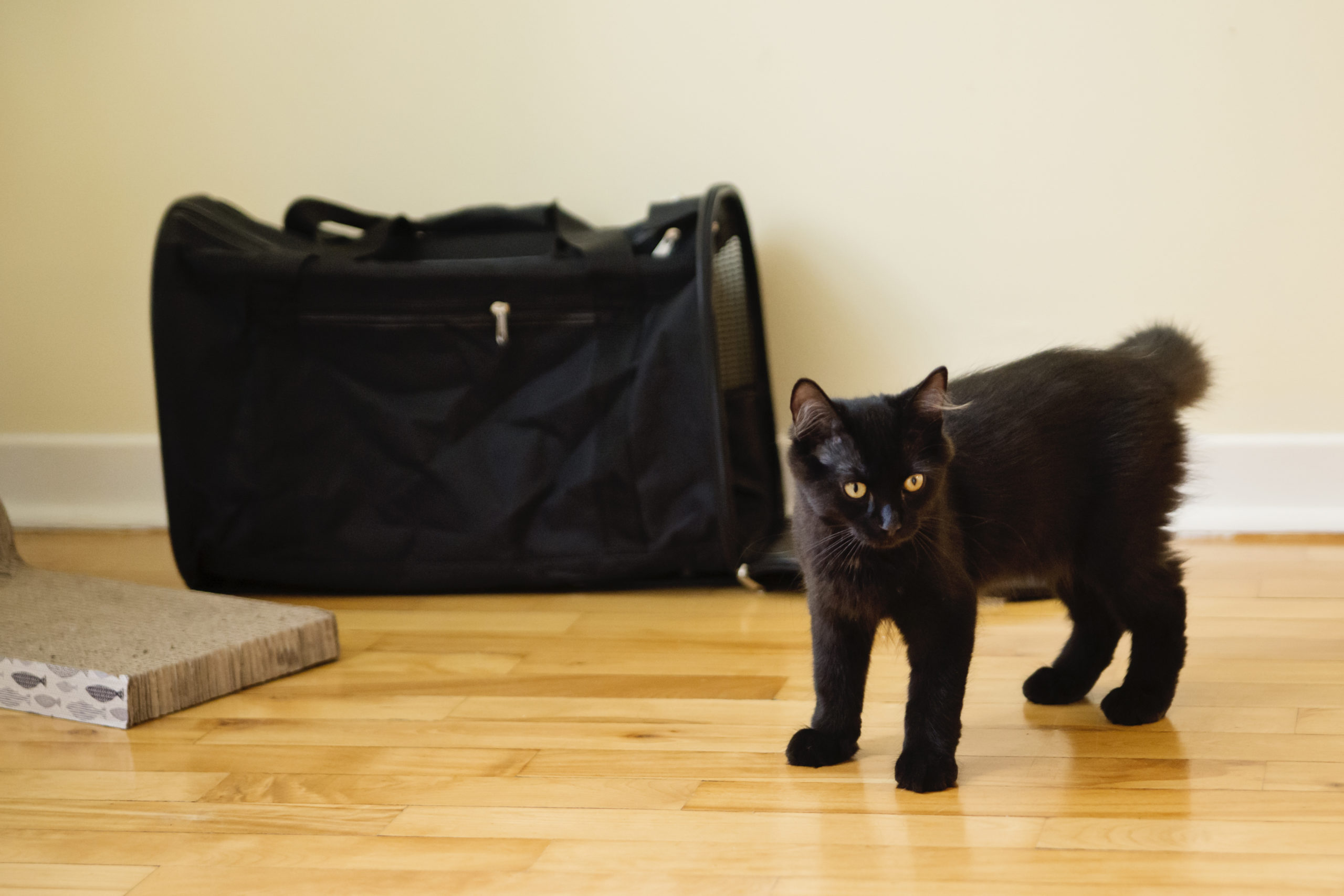 Everything You Need to Know Before Adopting a Kitten McGehee Clinic