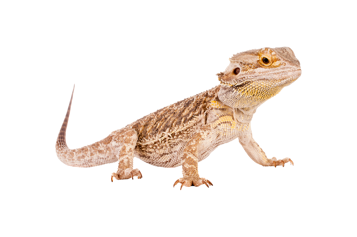 Reptile Veterinarian in Memphis, TN McGehee Clinic for Animals