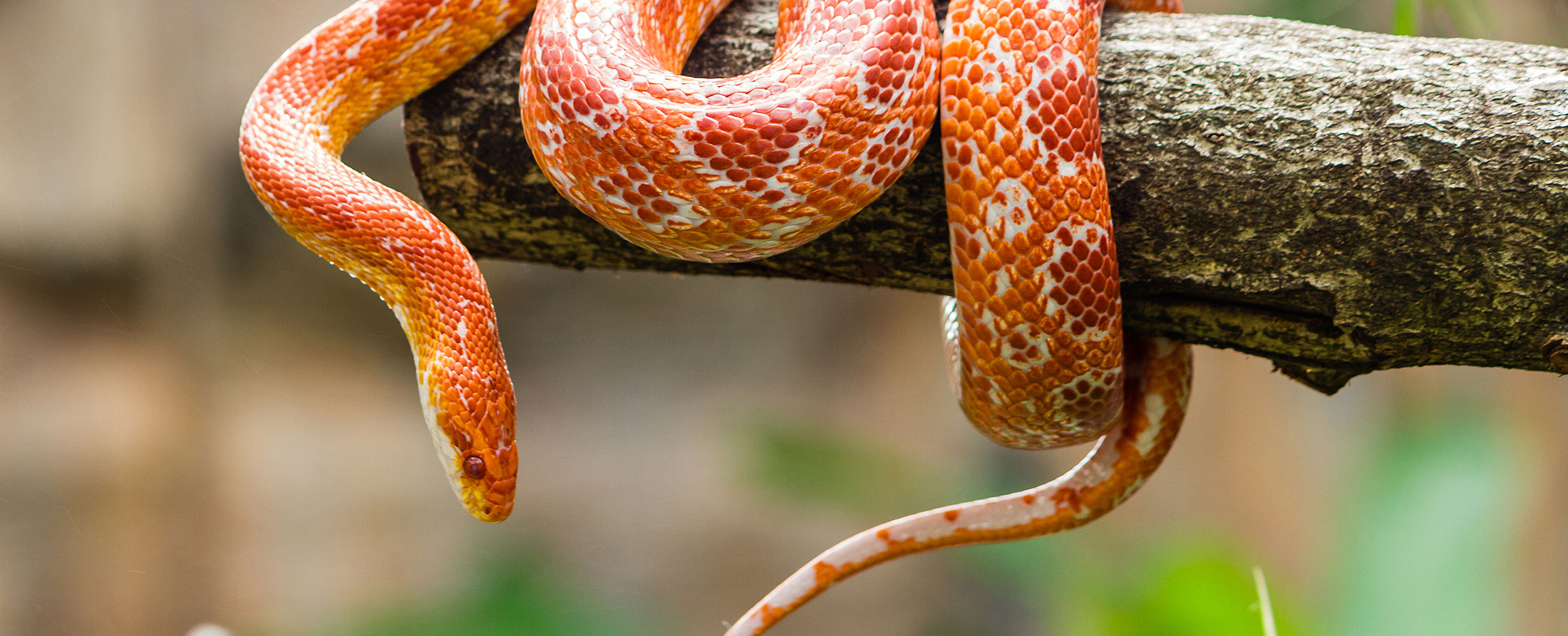 Reptile Veterinarian in Memphis, TN McGehee Clinic for Animals