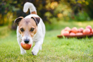 can dogs eat apples in memphis tennessee