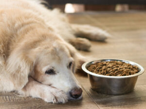 dog-laying-next-to-food-bowl
