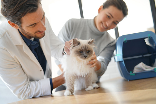 cat-being-examined-by-vet-with-owner-nearby