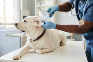 vet-examining-dog's-ear-at-clinic