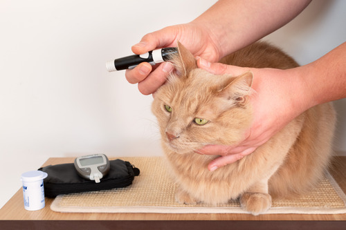 owner-measuring-cat's-blood-sugar-values