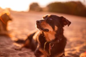 Lancashire-Heeler-dog-laying-on-sandy-beach-with-blurry-sunset-background