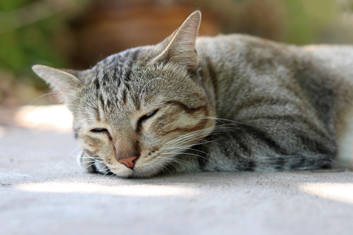 cat-sleeping-on-the-ground