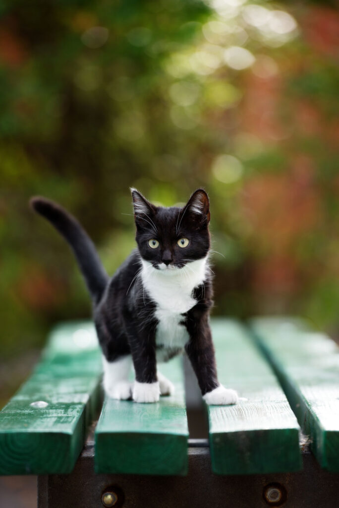 black and white kitten siting on a park bench outside McGehee Clinic for Animals