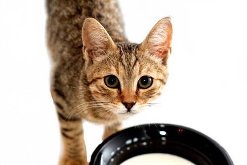 kitten looking up at the camera with a bowl of milk in front of it