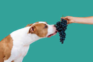 American Staffordshire terrier licks bunch of grapes held by owner against a teal colored background