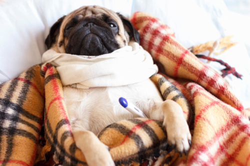sad pug dog lays wrapped in checkered blanket with thermometer