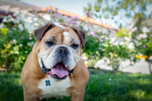 bulldog drooling and panting outside in a backyard