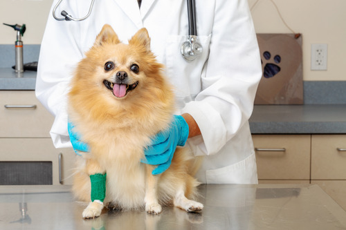 pomeranian dog with injured front leg at vet clinic