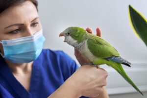 female vet examining a green parrot