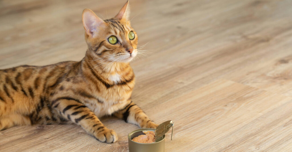 cat laying on the floor with an open can of tuna