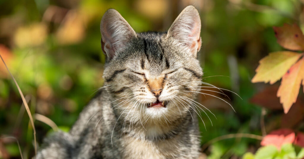 close up of cat mid sneeze while outside