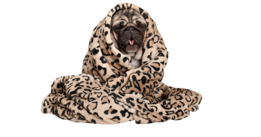 pug dog mid cough while wrapped in a cheetah print blanket against a white background