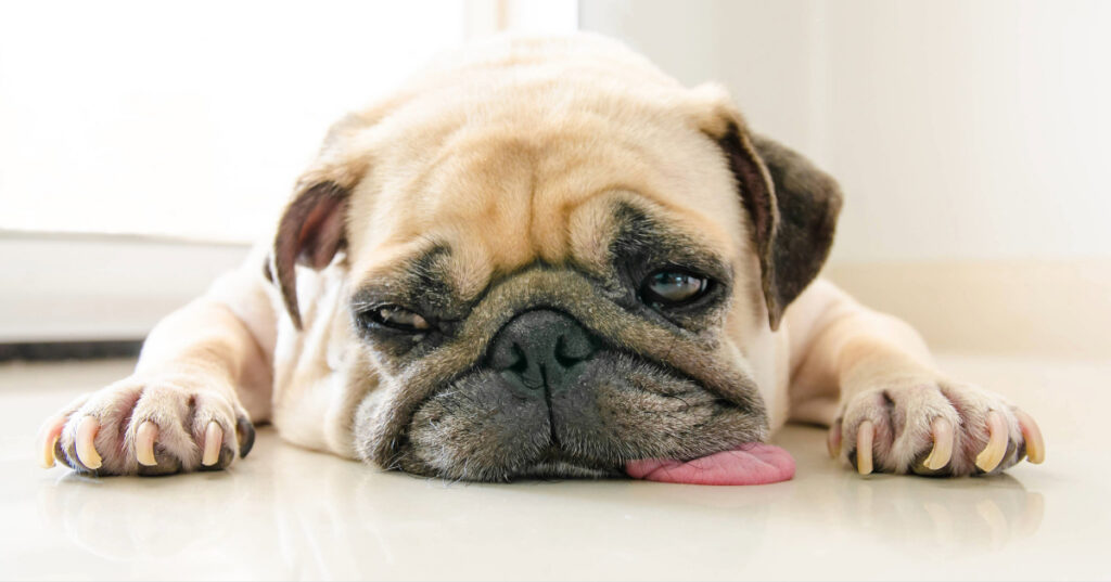 lethargic dog laying on the floor
