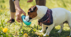 owner holding portable water bowl while jack russell terrier dog drinks from it at the park