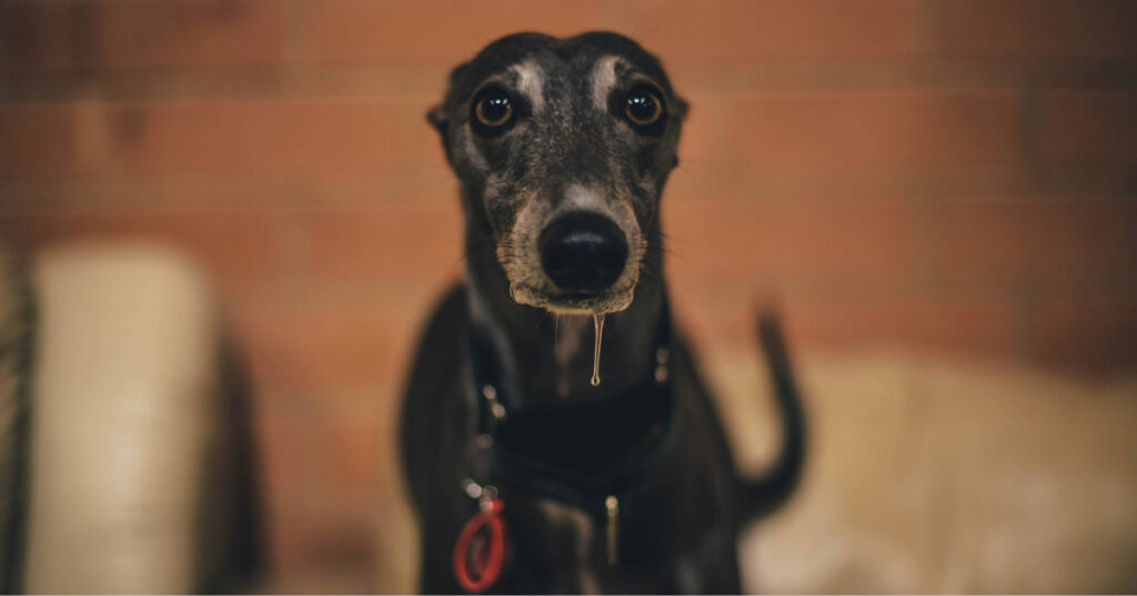 close up of black greyhound dog with drool hanging from its mouth