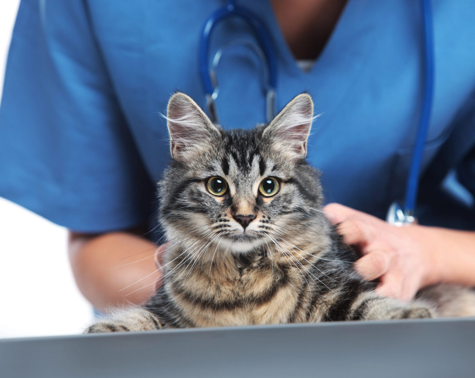 brown tabby cat at the vet
