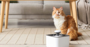 orange and white cat sitting near water fountain