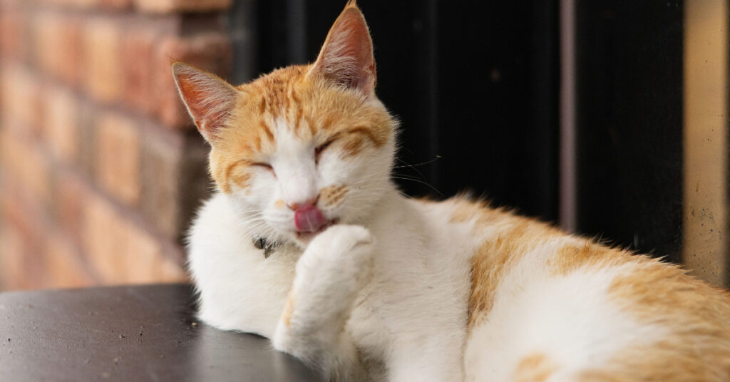 orange and white cat grooming itself