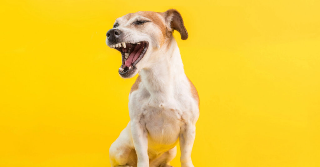 dog with mouth open mid sneeze