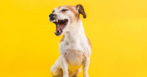 dog with mouth open mid sneeze
