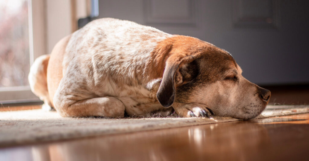 dog sleeping on the floor at home
