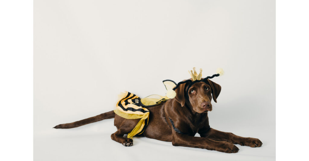 brown labrador dog dressed in a yellow and black bee costume laying on the floor