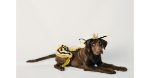 brown labrador dog dressed in a yellow and black bee costume laying on the floor