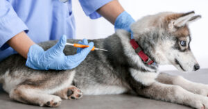 veterinarian getting ready to microchip a puppy at clinic