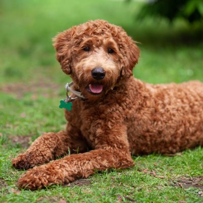 brown-labradoodle-laying-in-the-grass Brown dog outside laying in the grass
