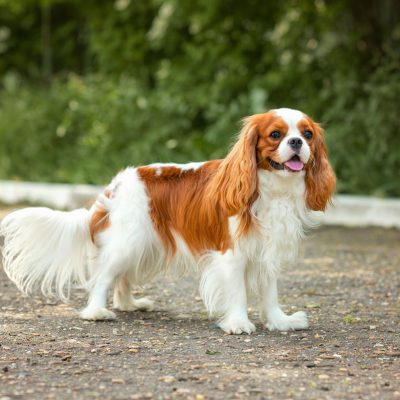 cavalier-king-charles-spaniel-standing-outside White and brown dog outside
