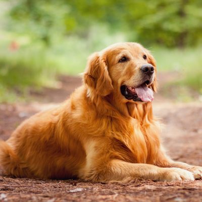 golden-retriever-laying-in-the-forest picture of golden retriever laying outside on the ground